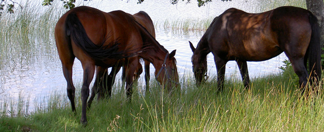 Hästar dricker vatten