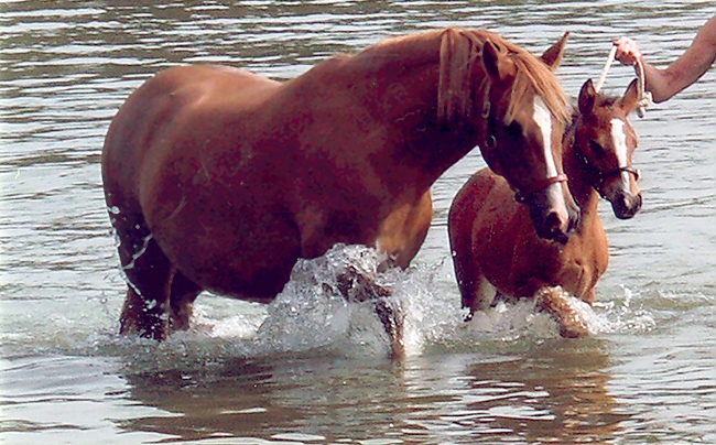Två hästar i vatten